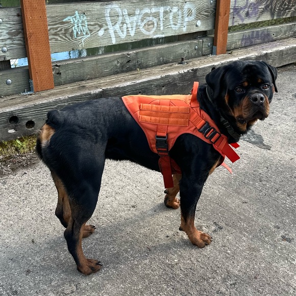 🌻✨Meet your Posher, Morgan✨🌻 - Picture 11 of 14